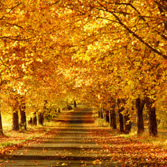Autumn