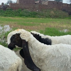 Toba toba akhter chanal brohi song