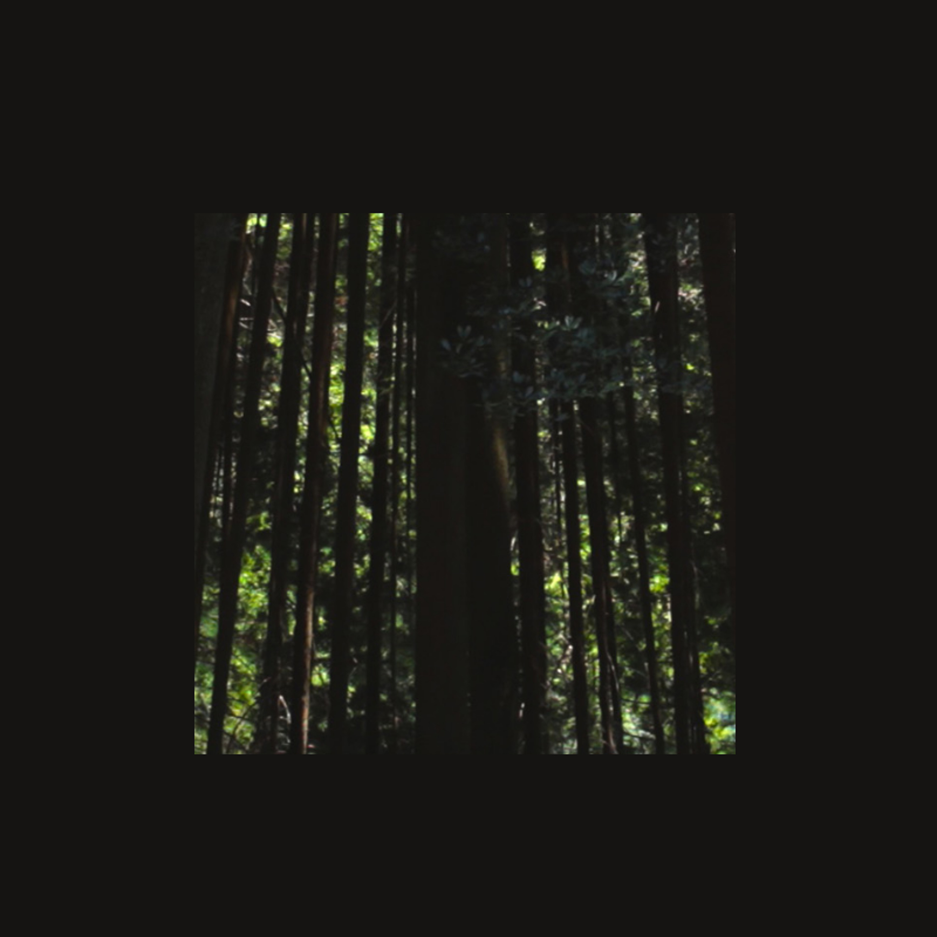 Il pleut dans la forêt episode artwork