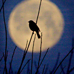 Vogel_der_Nacht Podcast 5/15