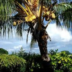 Ai Maing Jesus Mi Kan Uren Tong/Fresia Joseph