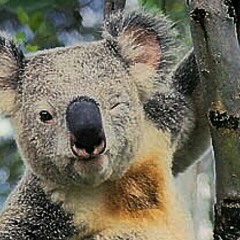 Koalalalala