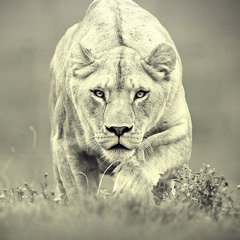 Lioness