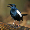 Download Suara Burung Kacer Gacor Suara Burung Kacer Gacor
