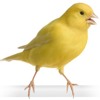 Download Suara Burung Kenari Gacor Suara Burung Kenari Gacor