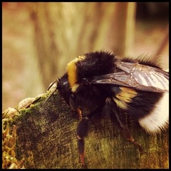 Ambient o'electronics