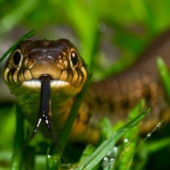 Eibi Ft.TaydaChief - Snakes
