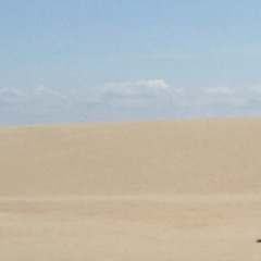 this is the pelican blues