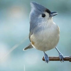 معزوفة الصباح