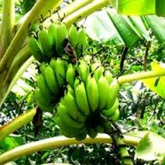 Bananeira (With Sara Oranger)