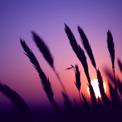 Irvin Jupiter Purple sunset