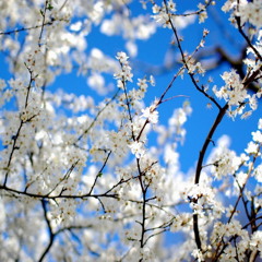 Spring