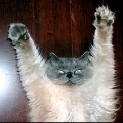 Dracula Cat