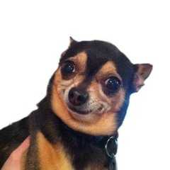 my dinosaur impression