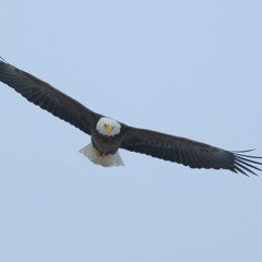 First Flight Of An Eagle
