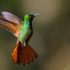 Eu te amo, Beija-Flor (Nanda Devi)