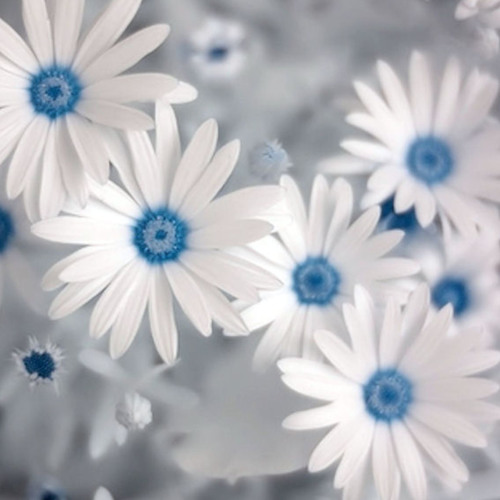 من سورة الشعراء وديع اليمني