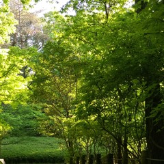 にわか日和 niwaka biyori