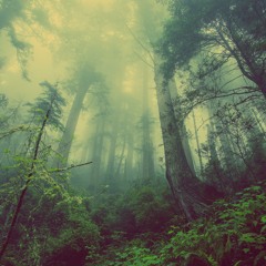 Misty Forest