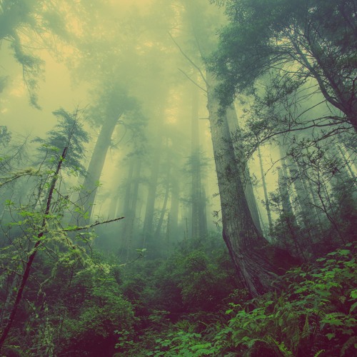 Misty Forest