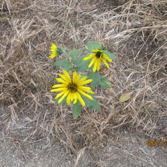 Harlem to Beverly Hills