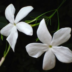 Fiore di Gelso