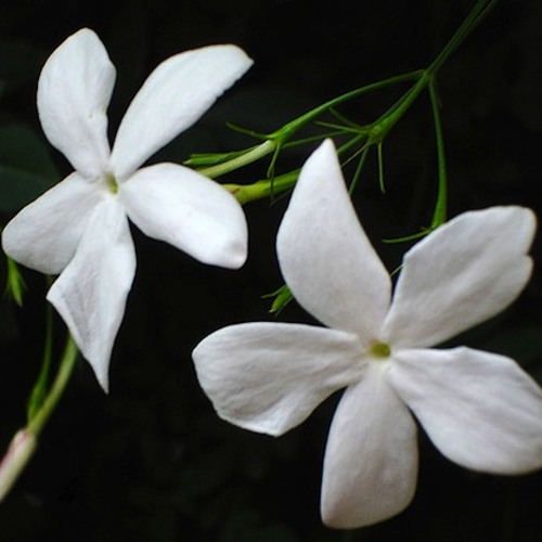 Fiore di Gelso