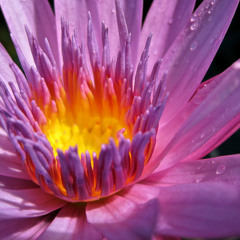 Thousand Years-Ukulele. LHS