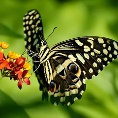 Sofia/demo/bpm100/150525