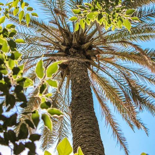 البردة  بأداء مغربي أصيل