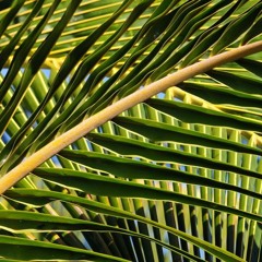 Silly Lover-Ukulele. LHS