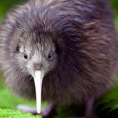 Legendarny Afrojax - Uszanowanie dla władzy