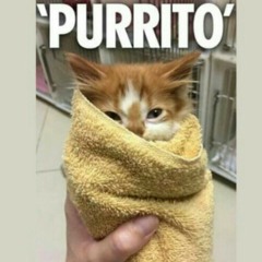 Some kitten ? like you at Not sure whether Kaleigh is trying to serenade my puddytat of Milo. *snicker*