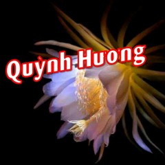 QUỲNH HƯƠNG -Sáng tác: Trinh Công Sơn -Trình bày: Trịnh Vĩnh Trinh