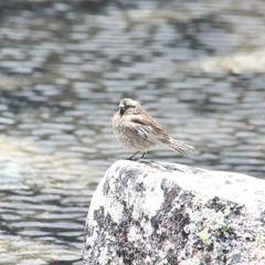 Birdy chirpy/ROOT CHAKRA