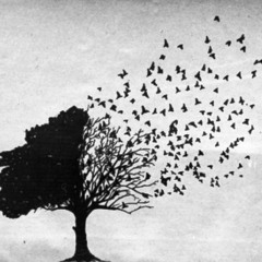 Avishai Cohen - For No One