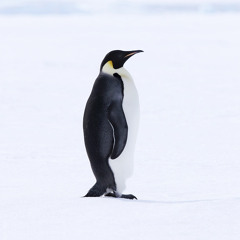 The Penguin - Piano Theme