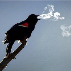 Here She Comes Now (Velvet Underground Cover Spirit of Kurt Cobain version)