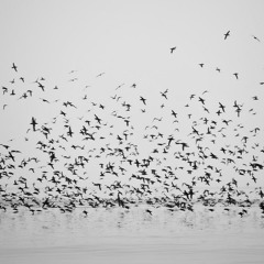 Our Birds
