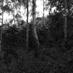 Sen Na -  Forest Excerpt May 2015