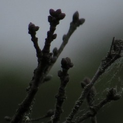 "Song dan Diponegoro"