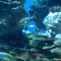Les Poisson Rouge Jolie Dove