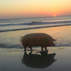 california (sunset pig remix)