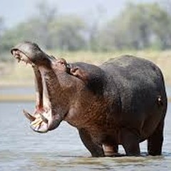 Hippo hardtek trap dnb mash up THUMP UR NAN part 2