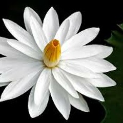 'Butterflies' Best Moments Live - Carnatic Fusion Music - Flute And Guitar(Nada Aradhana)