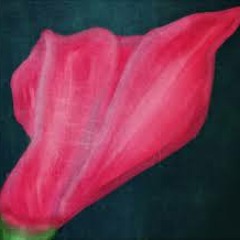 بياعة الزنبق