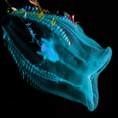 l i f - GLoSTIKmod:e [STBB#429] QURZ's BioLuminescenceWk