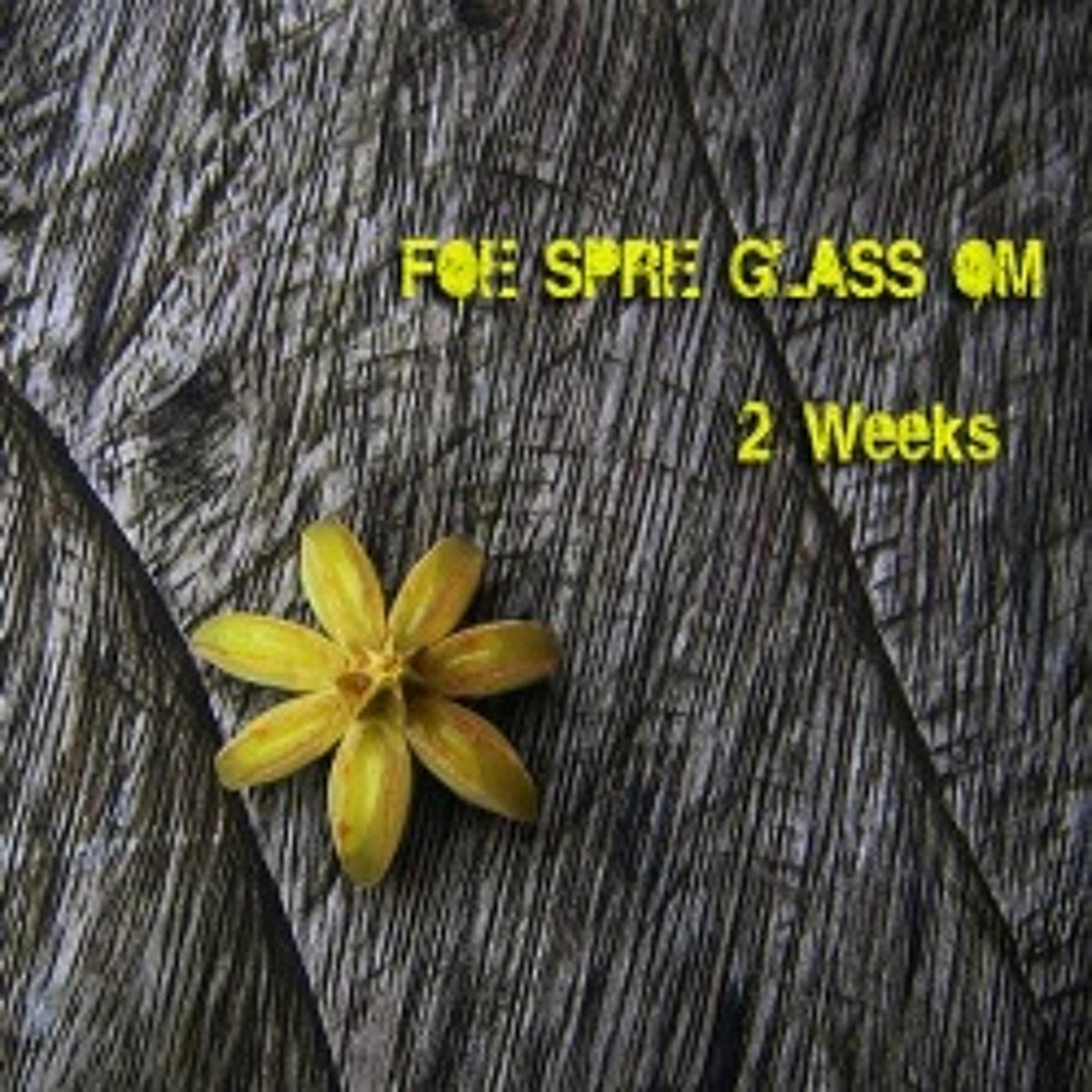 FOE SPRE GLASS OM