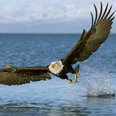 تأمل رائع عن حياه النسر