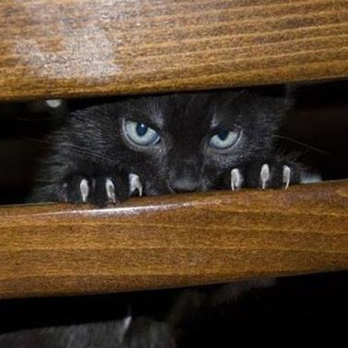 Скребут кошки на душе